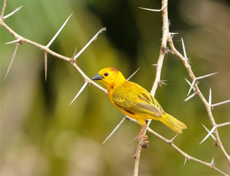   「黄金の鳥」: 幻想と現実を織りなす、神秘的な鳥獣戯画！