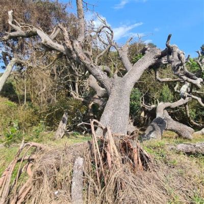  「The Milkwood Tree」: 躍動する自然と神秘的な魂の融合！